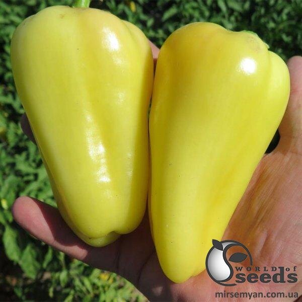 Насіння перцю Насіння перцю