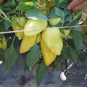 Насіння перцю Насіння перцю