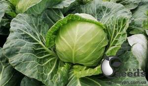 Насіння капусти "Беатрікс F1" 2 500 семена Joeun Seeds (Корея)