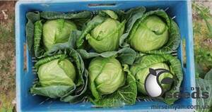 Насіння капусти "Беатрікс F1" 2 500 семена Joeun Seeds (Корея)