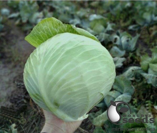 Насіння капусти Насіння капусти