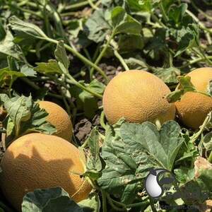 Диня "Радміла" F1 1000с. (Yuksel Seeds)