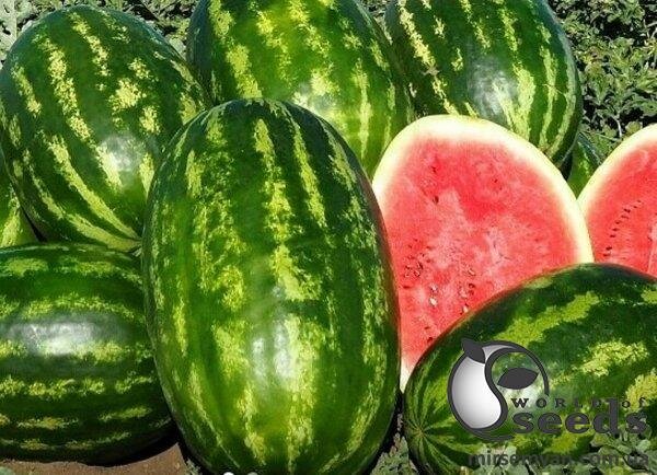 Кавун Кавун