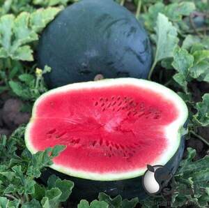 Кавун "Маніса" F1 1 000с. (Yuksel Seeds)