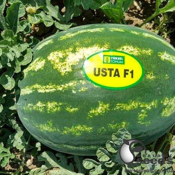 Кавун "Хілон (Уста)" F1 1 000с. (Yuksel Seeds) Кавун "Хілон (Уста)" F1 1 000с. (Yuksel Seeds)