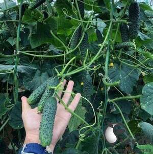 Огірок "152-175 F1" 500с. (Yuksel Seeds)