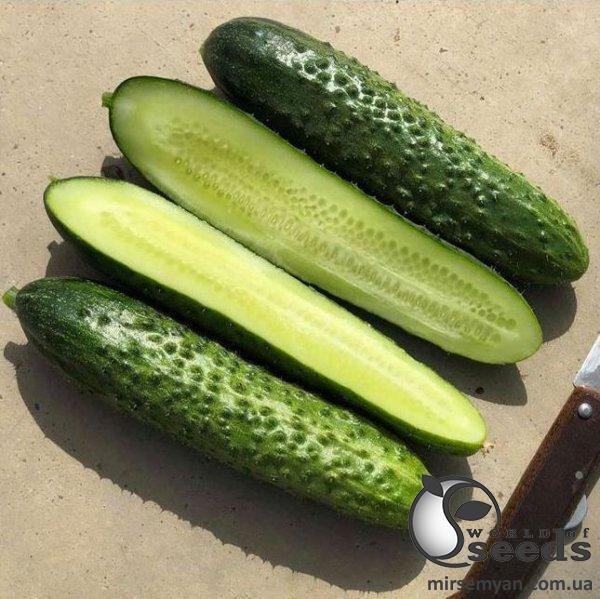 Огірок "Бадзе F1" 500с. (Yuksel Seeds) Огірок "Бадзе F1" 500с. (Yuksel Seeds)