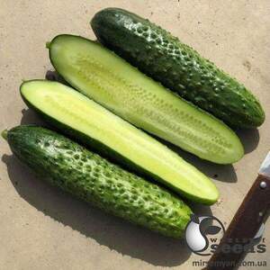 Огірок "Бадзе F1" 500с. (Yuksel Seeds)