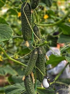 Огірок "Бадзе F1" 500с. (Yuksel Seeds)
