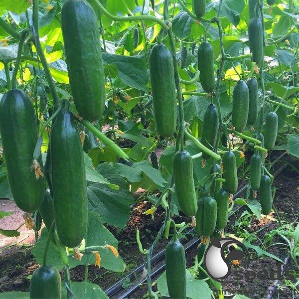 Огірок "Супер Бейбі F1" 500с. (Yuksel Seeds) Огірок "Супер Бейбі F1" 500с. (Yuksel Seeds)