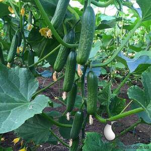 Огірок "Супер Бейбі F1" 500с. (Yuksel Seeds) Огірок "Супер Бейбі F1" 500с. (Yuksel Seeds)
