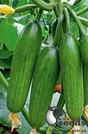 Огірок "Супер Бейбі F1" 500с. (Yuksel Seeds) Огірок "Супер Бейбі F1" 500с. (Yuksel Seeds)