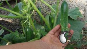 Огірок "Супер Бейбі F1" 500с. (Yuksel Seeds)