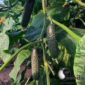 Огірок Огірок