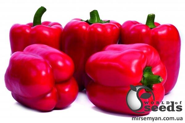 Перець "Актор F1" 500с. (Yuksel Seeds) Перець "Актор F1" 500с. (Yuksel Seeds)