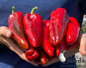 Перець "Армагедон F1" 100с. (Yuksel Seeds)