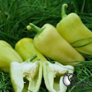 Перець "Елмас F1" 500с. (Yuksel Seeds) Перець "Елмас F1" 500с. (Yuksel Seeds)