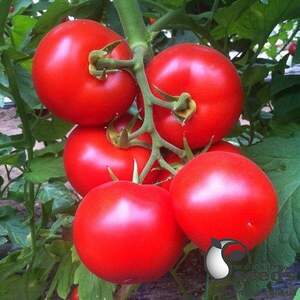 Томат 