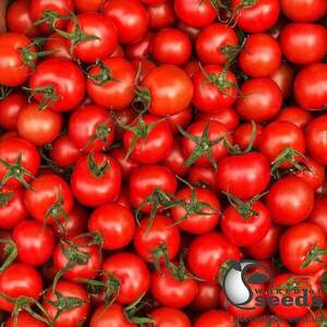 Томат "Арома" F1 100 семена (Yuksel Seeds)