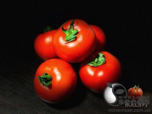Томат "Буллз" F1 500 семена (Yuksel Seeds) Томат "Буллз" F1 500 семена (Yuksel Seeds)