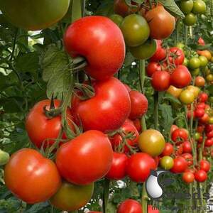 Томат "Буллз" F1 500 семена (Yuksel Seeds) Томат "Буллз" F1 500 семена (Yuksel Seeds)