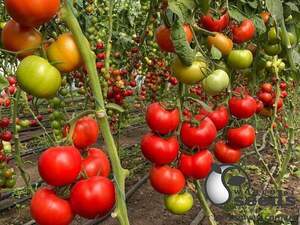 Томат "Буллз" F1 500 семена (Yuksel Seeds)