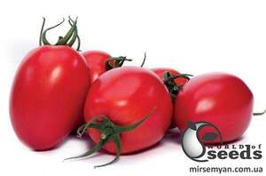 Томат "Колеос" F1 100 семена (Yuksel Seeds)