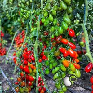 Томат "Пекбол" F1 100 семена (Yuksel Seeds)