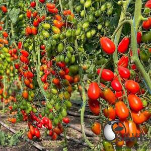 Томат "Пекбол" F1 100 семена (Yuksel Seeds)