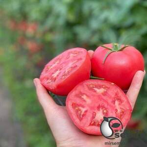Томат "Пінк Хіт" F1 100 семена (Yuksel Seeds)