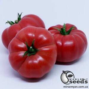 Томат 