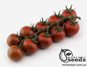 Томат "Тайгер" F1 100 семена (Yuksel Seeds)