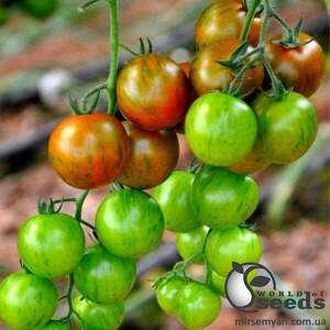 Томат "Тайгер" F1 100 семена (Yuksel Seeds) Томат "Тайгер" F1 100 семена (Yuksel Seeds)