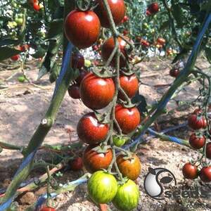 Томат "Тайгер" F1 100 семена (Yuksel Seeds) Томат "Тайгер" F1 100 семена (Yuksel Seeds)