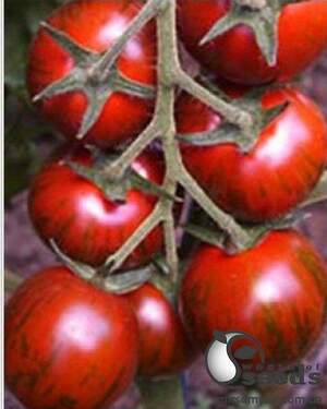 Томат "Тайгер" F1 100 семена (Yuksel Seeds) Томат "Тайгер" F1 100 семена (Yuksel Seeds)
