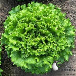Салат "Кюрлі" 1000 семена (Yuksel Seeds)