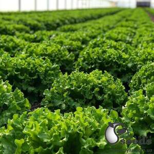 Салат "Кюрлі" 1000 семена (Yuksel Seeds)