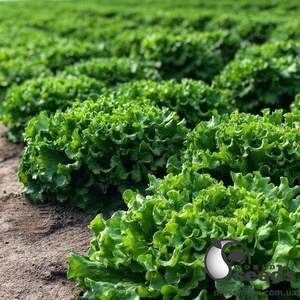 Салат "Кюрлі" 1000 семена (Yuksel Seeds)