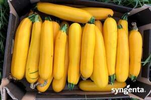 Кабачок Голден Глорі F1/ Golden Glory F1 500н. Syngenta