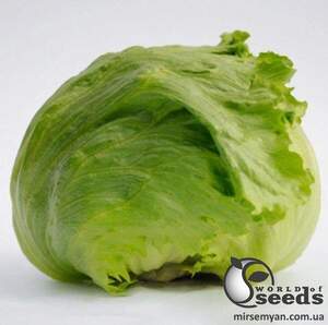 Салат айсберг Лекстріс/ Lectrice 5000 нас.  (Bejo)