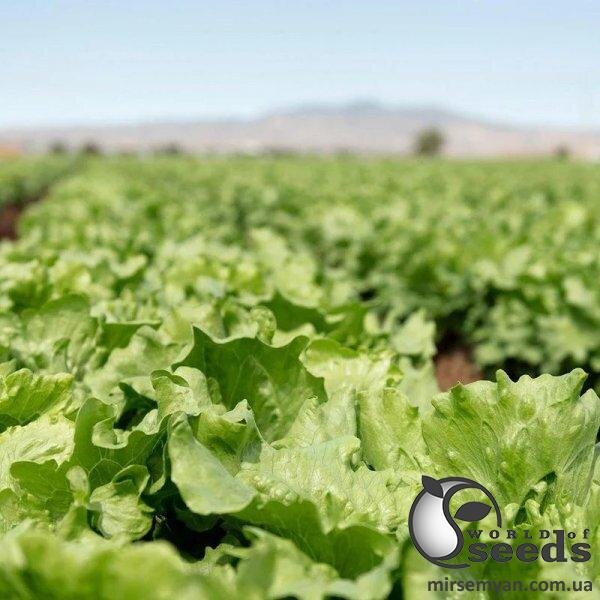 Салат айсберг Топачо/ Topacio 5000 нас. (Bejo) Салат айсберг Топачо/ Topacio 5000 нас. (Bejo)