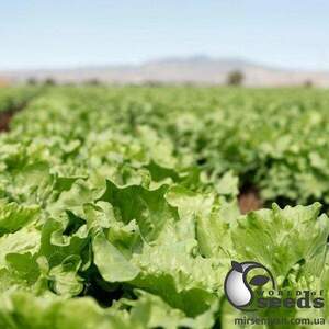 Салат айсберг Топачо/ Topacio 5000 нас.  (Bejo)