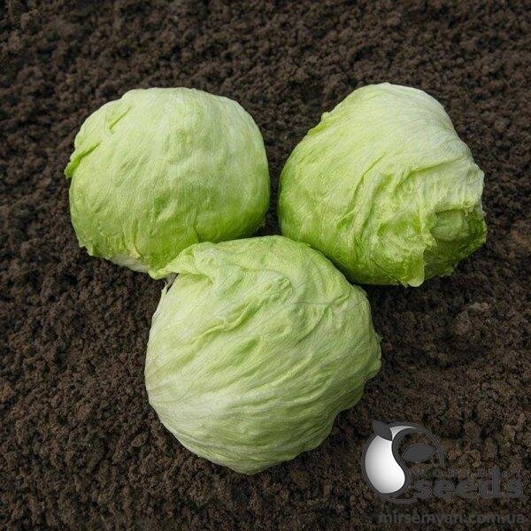 Салат айсберг Джойс/ Joice 5000 нас. (Bejo) Салат айсберг Джойс/ Joice 5000 нас. (Bejo)