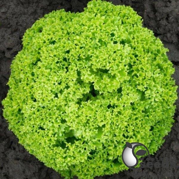 Салат Біондонна/Biondonna 5000 нас. Бейо (Bejo) Салат Біондонна/Biondonna 5000 нас. Бейо (Bejo)