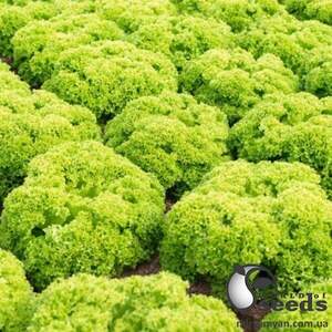 Салат Біондонна/Biondonna 5000 нас. Бейо (Bejo) Салат Біондонна/Biondonna 5000 нас. Бейо (Bejo)