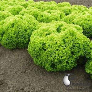 Салат Біондонна/Biondonna 5000 нас. Бейо (Bejo) Салат Біондонна/Biondonna 5000 нас. Бейо (Bejo)