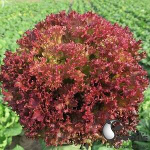 Салат Солос/ Solos 5000 нас.  (Bejo)