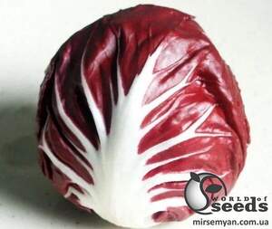 Насіння цикорію салатного качанного 