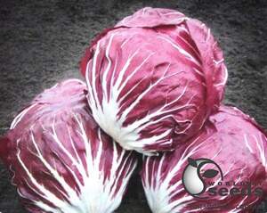 Насіння цикорію салатного качанного "Індіго/Indigo" 5000 с. Бейо (Bejo)