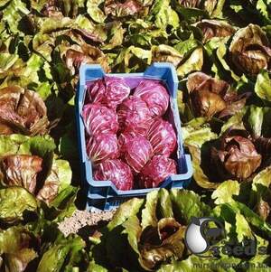 Насіння цикорію салатного качанного "Індіго/Indigo" 5000 с. Бейо (Bejo)